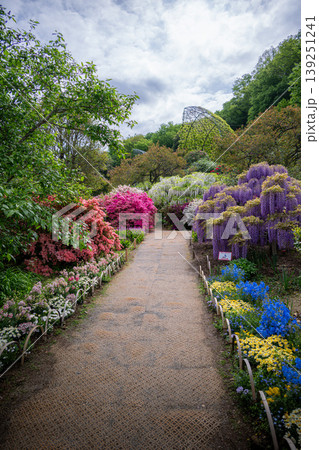 藤の花満開のあしかがフラワーパーク 藤の花満開のあしかがフラワーパーク 139251241