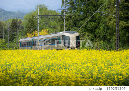 菜の花と列車 菜の花と列車 139251305