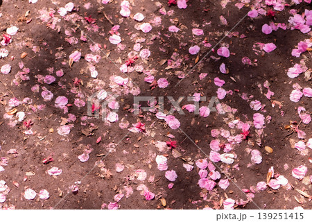 地面に散ったピンク色の桜の花びら【春】 地面に散ったピンク色の桜の花びら【春】 139251415