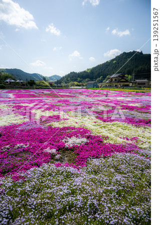 茨城県常陸大宮市　小舟地区の満開の芝桜 139251567