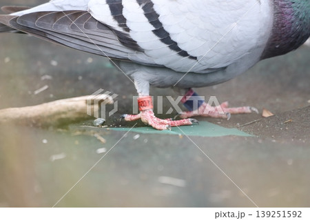 識別タグを装着した鳩 139251592