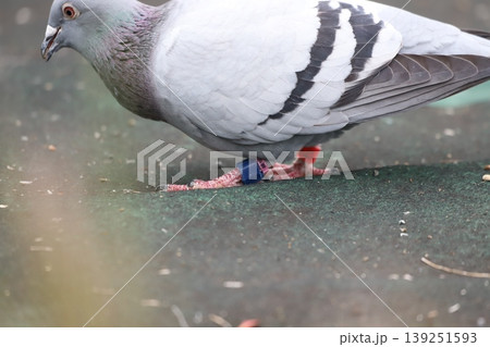 識別タグを装着した鳩 139251593