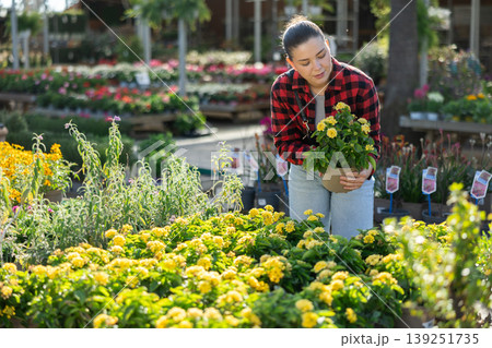 Young woman choosing lantana in flower shop Young woman choosing lantana in flower shop 139251735