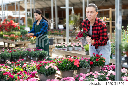 Young woman choosing garden carnation in flower shop Young woman choosing garden carnation in flower shop 139251801
