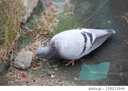 地面で採食するカワラバト 139251844