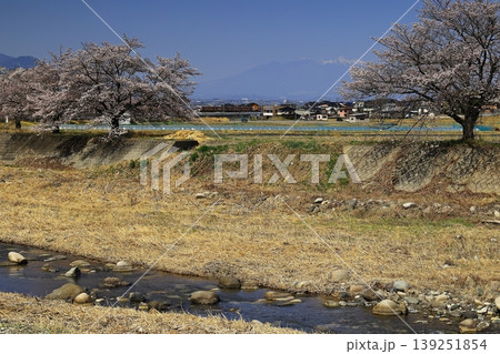 芦川の桜並木と身延線 芦川の桜並木と身延線 139251854