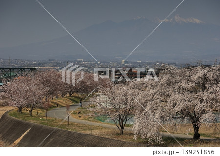 芦川の桜並木と身延線 芦川の桜並木と身延線 139251856