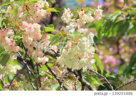御衣黄 緑色の桜 ギョイコウの花 御衣黄 緑色の桜 ギョイコウの花 139251886
