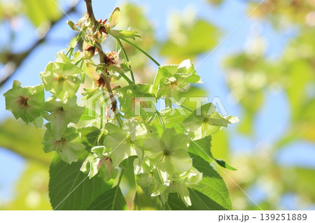 御衣黄 緑色の桜 ギョイコウの花 御衣黄 緑色の桜 ギョイコウの花 139251889