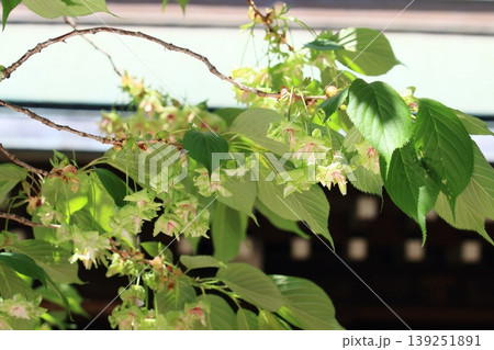 御衣黄　緑色の桜　ギョイコウの花 139251891
