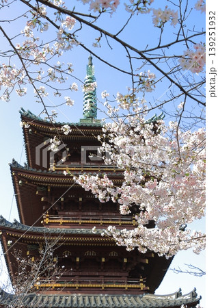 桜と五重塔 日本イメージ 春 観光地 桜と五重塔 日本イメージ 春 観光地 139251932