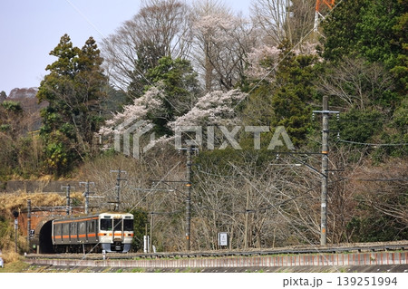 桜と身延線 桜と身延線 139251994