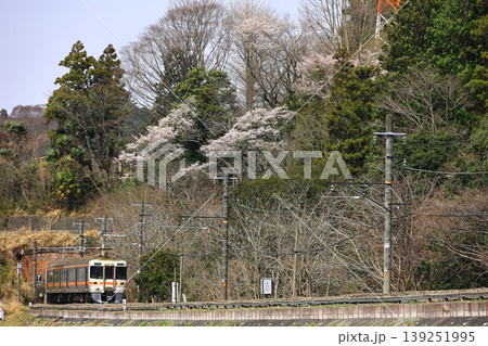 桜と身延線 139251995