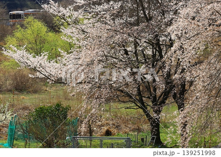 桜と身延線 桜と身延線 139251998