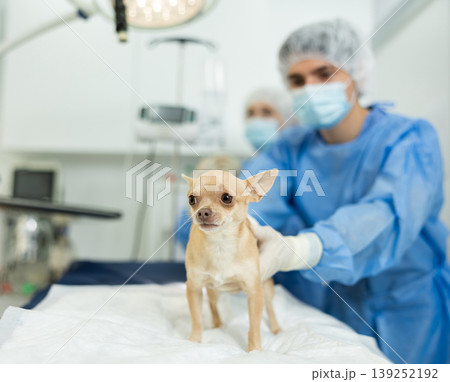 Chihuahua with bandaged belly waiting for postoperative examination in surgical room 139252192
