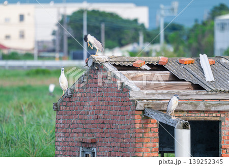 Black-crowned Night Herons on Old Brick Building in Donggang 139252345