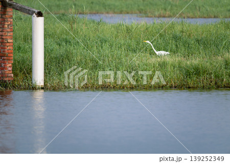 Great Egret in the Wetlands of Donggang, Chiayi Great Egret in the Wetlands of Donggang, Chiayi 139252349