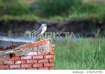 Black-crowned Night Heron Perched on Brick Wall in Donggang, Taiwan Black-crowned Night Heron Perched on Brick Wall in Donggang, Taiwan 139252350