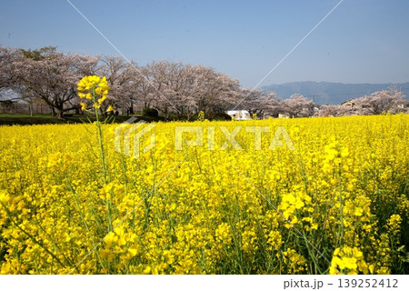 早春の桜と菜の花の共演するサクラ 139252412