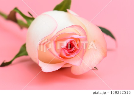 beautiful pastel rose flower on pink background, valentine day beautiful pastel rose flower on pink background, valentine day 139252516