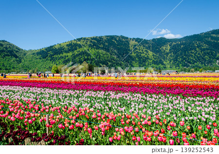 Vibrant Multicolor Tulip Rows at Abbotsford Flower Farms in Spring Vibrant Multicolor Tulip Rows at Abbotsford Flower Farms in Spring 139252543