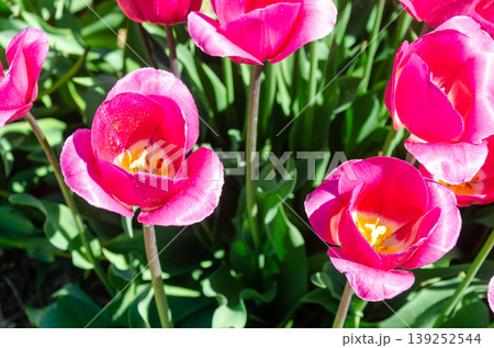 Vibrant Multicolor Tulip Rows at Abbotsford Flower Farms in Spring 139252544