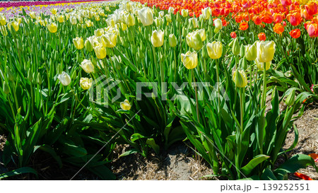 Vibrant Multicolor Tulip Rows at Abbotsford Flower Farms in Spring Vibrant Multicolor Tulip Rows at Abbotsford Flower Farms in Spring 139252551