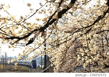 満開の桜の中を駆け抜ける中央本線 満開の桜の中を駆け抜ける中央本線 139252572