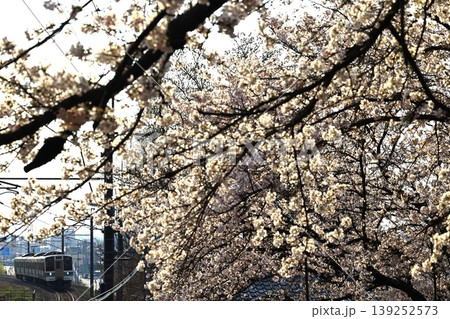 満開の桜の中を駆け抜ける中央本線 満開の桜の中を駆け抜ける中央本線 139252573