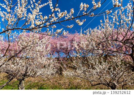 群馬県高崎市箕郷町善地　梅と桜の名所箕郷梅林　善地梅林広場の満開の河津桜並木と白梅園 139252612