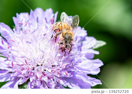 マツムシソウの花粉を身体中に付着させるミツバチ マツムシソウの花粉を身体中に付着させるミツバチ 139252720