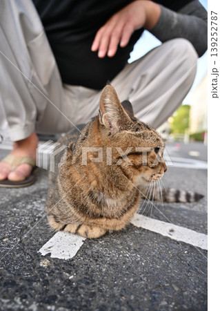 見つめる猫 見つめる猫 139252787