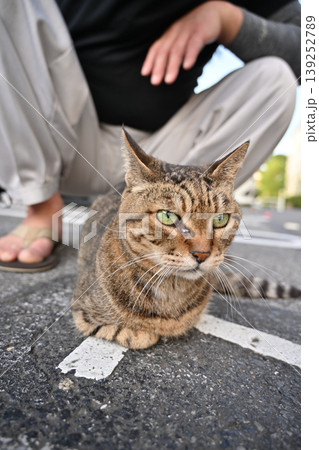 見つめる猫 139252789