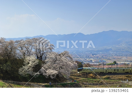 甚六桜と四季島 139253401