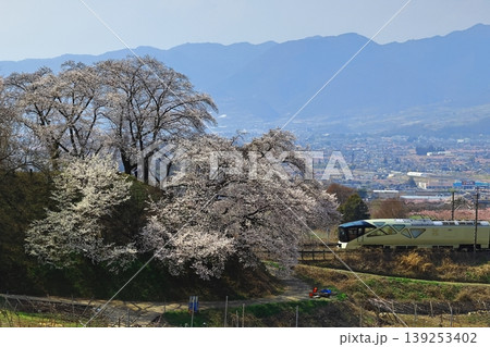 甚六桜と四季島 139253402
