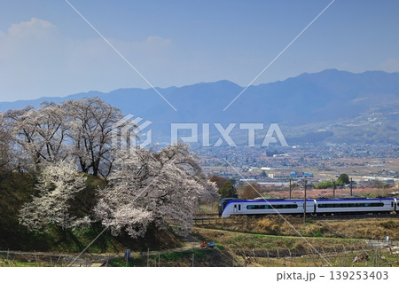 甚六桜と中央本線 139253403