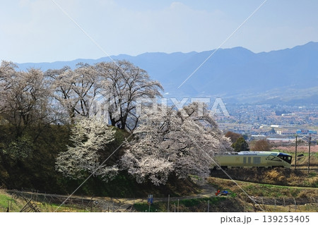 甚六桜と四季島 139253405