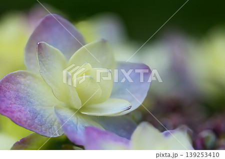 薄紫色の額紫陽花 139253410