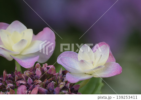 薄紫色の額紫陽花 139253411