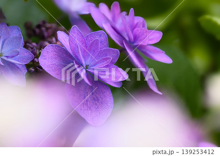 紫色の額紫陽花 139253412
