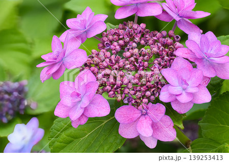 ピンク色の装飾花を付けた額紫陽花 139253413