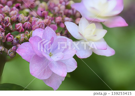 綺麗な紫陽花のガク 139253415