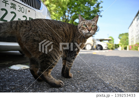 散歩するキジトラ猫 139253433