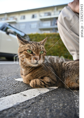 散歩するキジトラ猫 散歩するキジトラ猫 139253443
