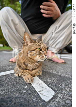 散歩するキジトラ猫 散歩するキジトラ猫 139253444