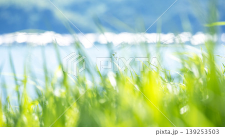 湖畔の夏草がキラキラ輝く風景　東郷池周辺 139253503