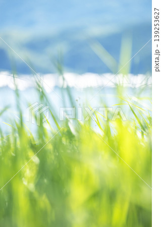 湖畔の夏草がキラキラ輝く風景　東郷池周辺 139253627