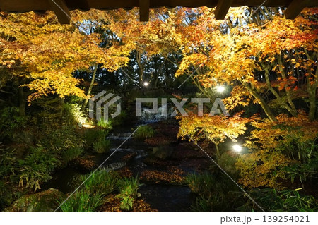 ライトアップに彩られた紅葉と滝のある幻想的な日本庭園の夜景 ライトアップに彩られた紅葉と滝のある幻想的な日本庭園の夜景 139254021