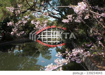 赤い太鼓橋と桜 赤い太鼓橋と桜 139254043