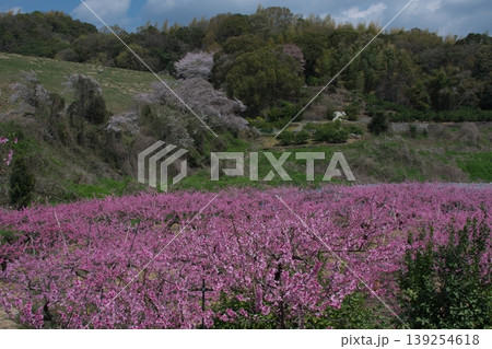 里山に咲く桃の花と桜 139254618